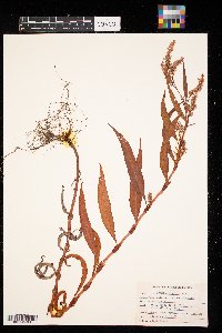 Rumex altissimus image
