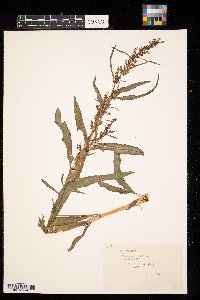 Rumex crispus image