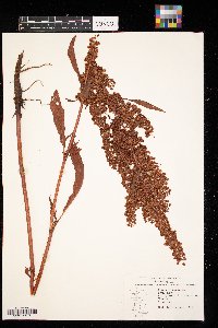 Rumex crispus image