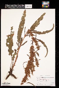 Rumex crispus image