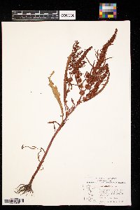 Rumex maritimus image