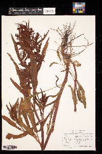 Rumex maritimus image