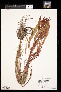 Rumex maritimus image