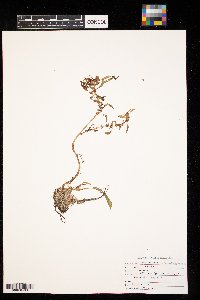 Rumex maritimus image