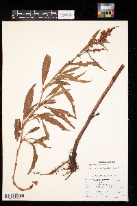 Rumex mexicanus image