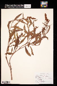 Rumex mexicanus image