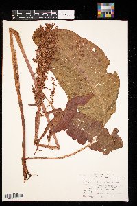 Rumex occidentalis image