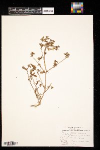 Portulaca oleracea image