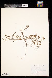 Portulaca oleracea image