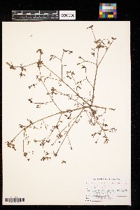 Portulaca oleracea image