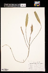 Potamogeton nodosus image