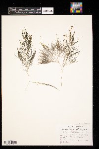 Stuckenia pectinata image