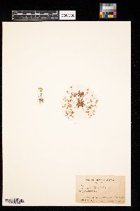 Androsace occidentalis image