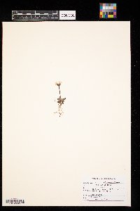 Media resource of Primula egaliksensis