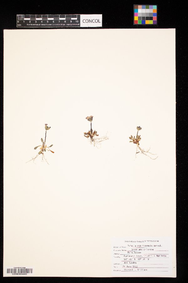 Primula image