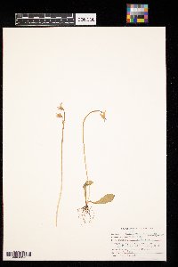 Dodecatheon pulchellum image