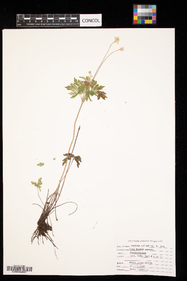 Anemone cylindrica image