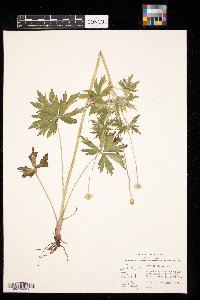 Anemone virginiana image