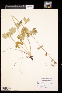 Aquilegia brevistyla image