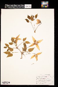 Clematis columbiana image