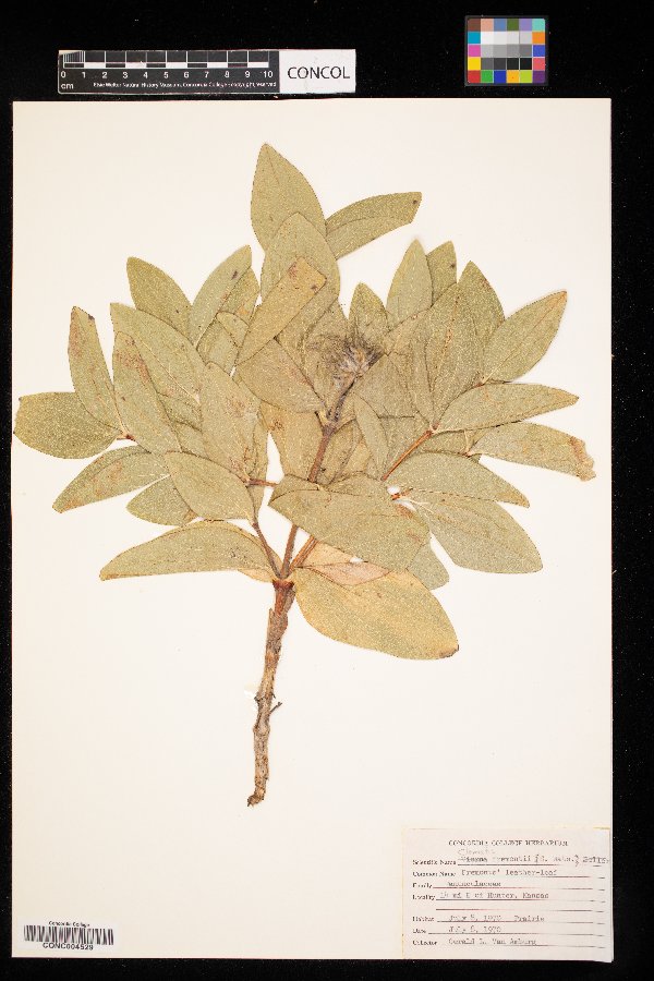 Clematis fremontii image