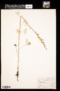 Delphinium carolinianum image
