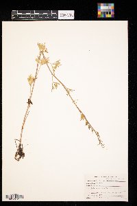 Delphinium carolinianum image