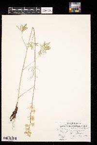 Delphinium carolinianum image