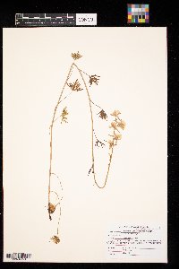 Delphinium carolinianum image
