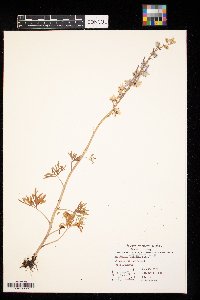 Delphinium carolinianum image