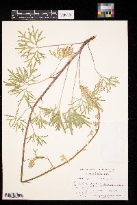 Delphinium carolinianum image