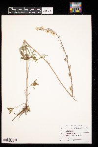 Delphinium carolinianum image