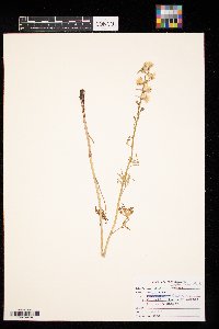 Delphinium carolinianum image