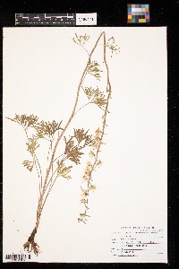 Delphinium carolinianum image