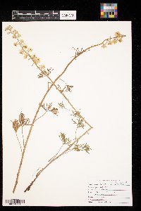 Delphinium carolinianum image