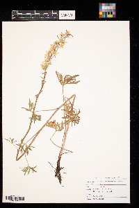 Delphinium carolinianum image