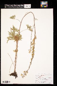 Delphinium carolinianum image
