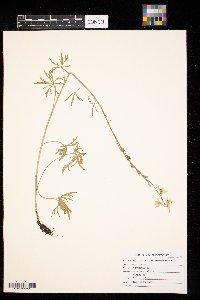 Delphinium carolinianum image