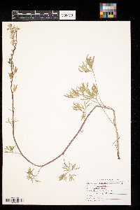 Delphinium carolinianum image