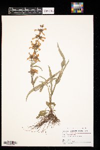 Delphinium tricorne image