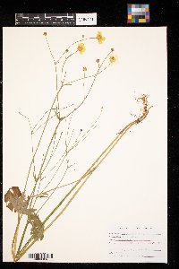 Ranunculus acris image