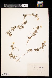 Ranunculus aquatilis image