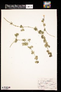 Ranunculus aquatilis image