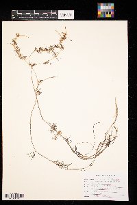 Ranunculus aquatilis image