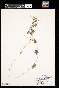 Ranunculus aquatilis image