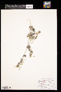 Ranunculus aquatilis image