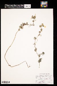 Ranunculus aquatilis image