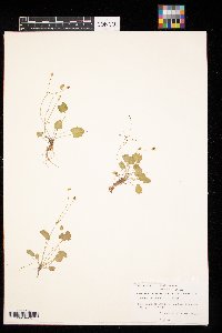 Ranunculus cymbalaria image