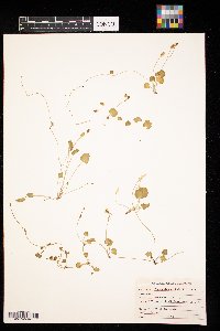 Ranunculus cymbalaria image