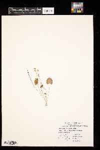 Ranunculus cymbalaria image